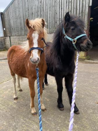 Image 11 of Pair of Cute Dartmoor Hill Ponies Future Kids Lead Reins.