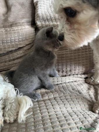 Image 4 of Female British shorthair kitten for sale