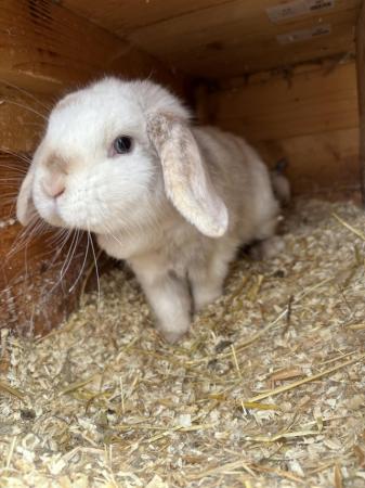 Image 3 of READY NOW Pure Mini Lop Babies,