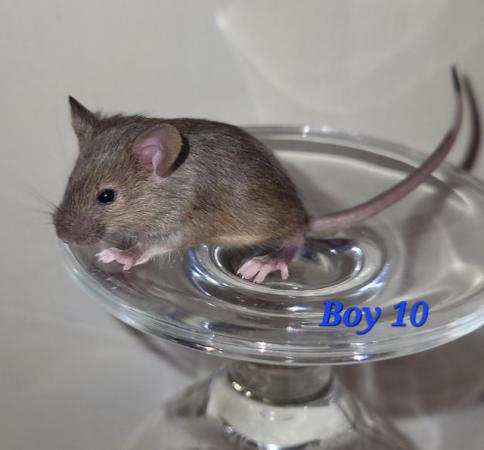 Image 25 of Beautiful friendly Baby mice - girls and boys.