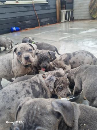 Image 8 of Last 2 blue boys and merle boy looking for forever homes