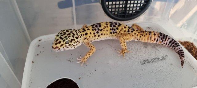 Preview of the first image of 2023 juvenile leopard geckos £50 each.