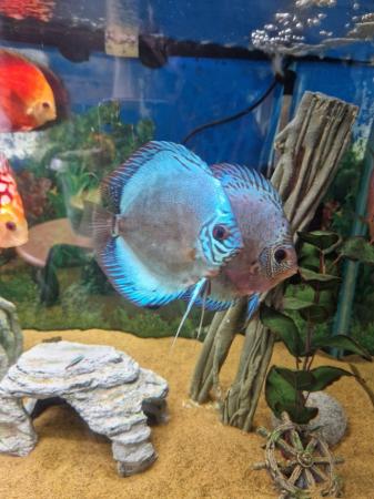 Image 2 of Stunning Stendker Discus for sale