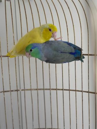 Image 3 of Breeding pair of parrotlet for sale.