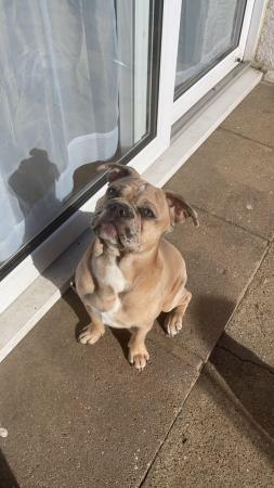 French Bulldog puppies for sale in Gravesend, Kent – 2 years old - Image 2 of 5
