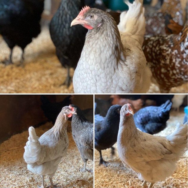Preview of the first image of Blue Splash Hybrid Pullets for sale.