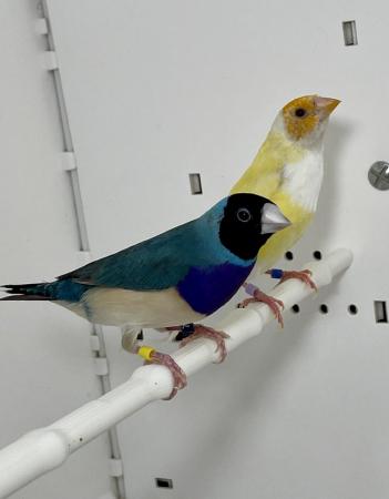 Image 7 of Beautiful pair of Gouldian finches for sale