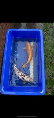 Image 5 of Koi fish all ages and sizes. Also all my equipment.