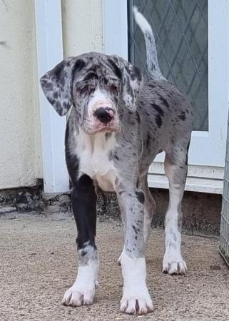 Image 1 of Kc reg extensively health tested Great dane pups