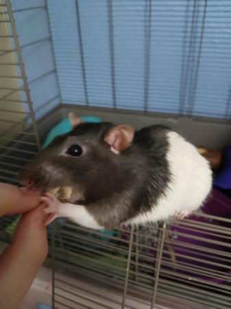 Image 3 of 1 year old well handled male rats lobe interaction and cage
