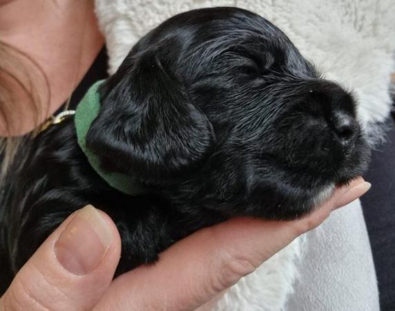 Image 17 of Stunning KC DNA Tested Working Cocker Puppies