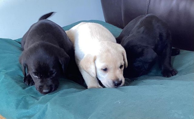 Preview of the first image of KC Labrador Retriever Puppies.