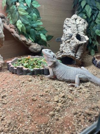 Image 5 of Bearded dragon Zero (silver) full setup included