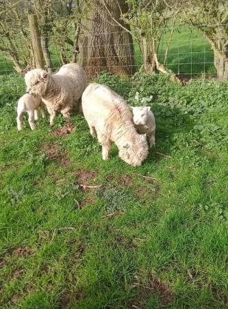 Image 1 of Ryeland ewes with lamb's at foot