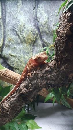 Image 5 of Beautiful Red Harlequin Pinstripe Crested Gecko