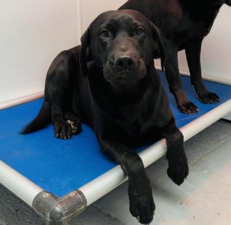 Image 4 of Ash - Absolutely gorgeous incredibly kind 1yo Labrador male