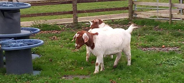 Image 2 of Boer x pygmy females. 3 year old twins