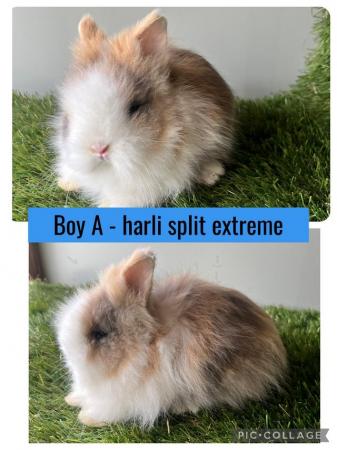 Image 5 of Stunning double mained lionhead babies