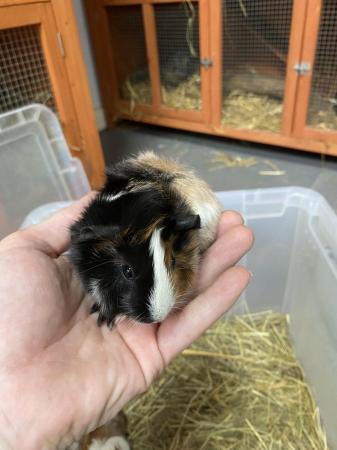 Image 4 of Male Guinea pigs ready in 4 weeks