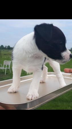 Image 4 of Parson jack Russell pups
