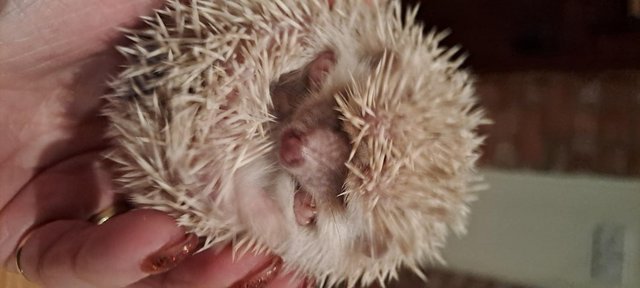 Image 1 of Male African Pygmy Hedgehogs 1 left