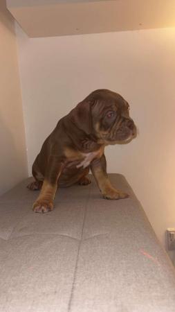 Image 1 of Pocket bully puppy for sale