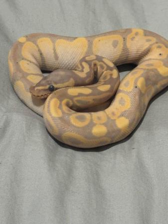 Image 2 of Male Banana 100% het Pied Royal python cb23
