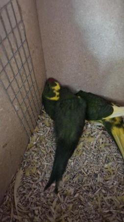 Image 32 of Ringneck - Quaker - Kakariki - Lovebird - Parrotlet Chicks