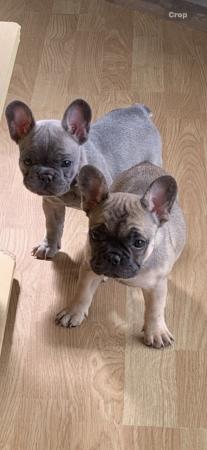 Image 2 of Two very healthy French Bulldog Puppies