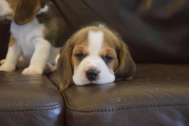 Image 2 of Gorgeous, Chunky Beagle Puppies