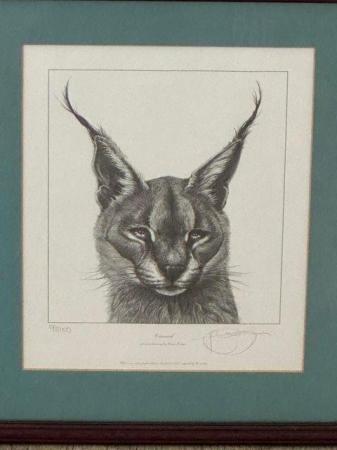 Image 1 of Gary Hodges Caracal Limited Edition Print