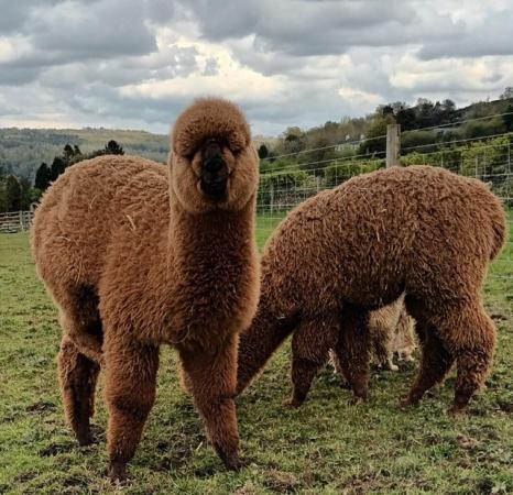 Image 10 of Yearling Alpaca pet males for sale ready to leave
