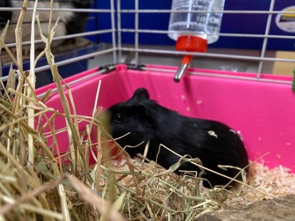 Image 1 of girl guinea pig , wanting good home with other guinea pigs