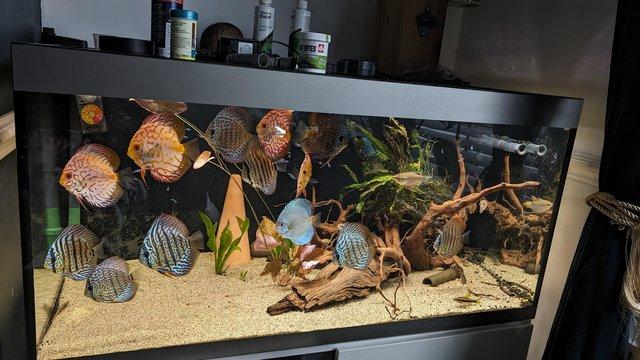 Image 7 of Group of Asian discus fish for sale