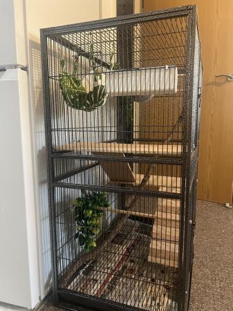 Image 2 of 2x Young Sugar Gliders + Full Cage Set Up.