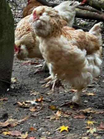 Image 13 of Beautiful pure bred, hand reared birds, hens cocks and trios