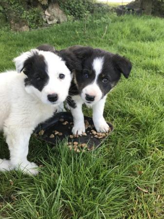 Image 3 of Border collie pups 3 males and 1 female