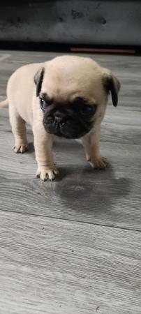 Image 13 of Last boy remaining * Pug puppy ready to leave now
