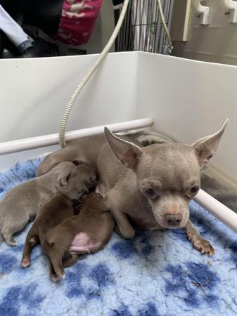 Image 11 of short coat purebred Chihuahua puppies