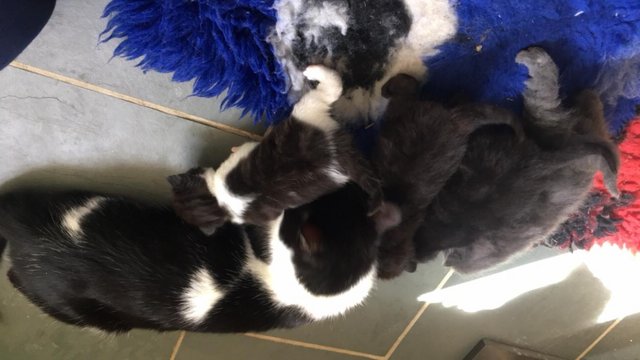Image 3 of Beautiful kittens for sale