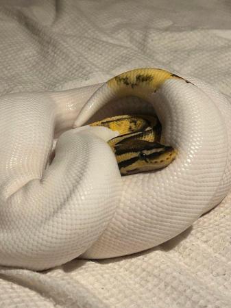 Image 5 of Pastel yellowbelly female pied