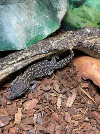 Image 2 of Adult Pictus geckos £40 Each or pairs for £75