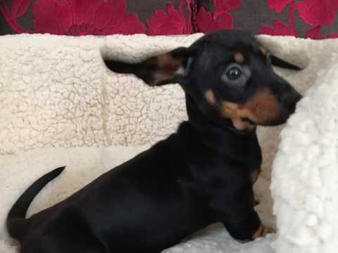 Image 1 of Miniature Dachshund pups male and female