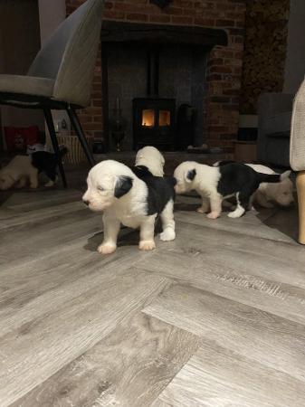 Image 3 of KC registered Old English Sheepdog Puppies