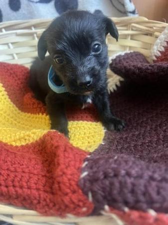 Image 1 of Patterpoo x poodle puppies