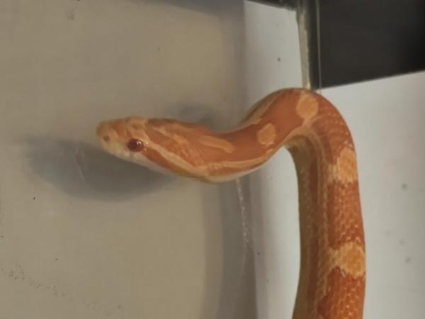 Image 3 of Salmon-Pink Cornsnake female with complete set-up