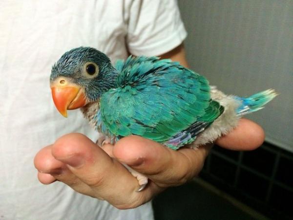 Image 3 of Want Indian ringneck parrot babies