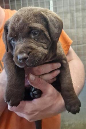 Image 3 of Chocolate labrador puppies for sale