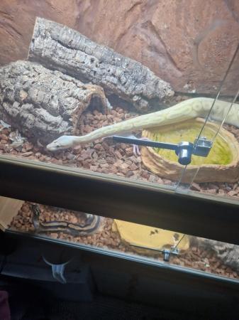 Image 3 of Banana pewter royal python