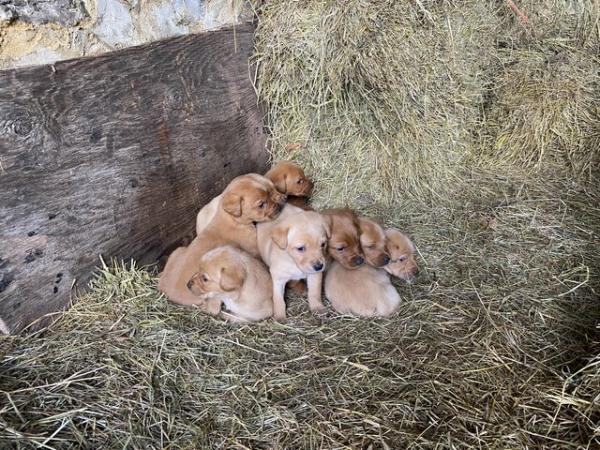 Image 3 of Gorgeous Pedigree Working Fox Red Labrador Puppies! 2 LEFT!